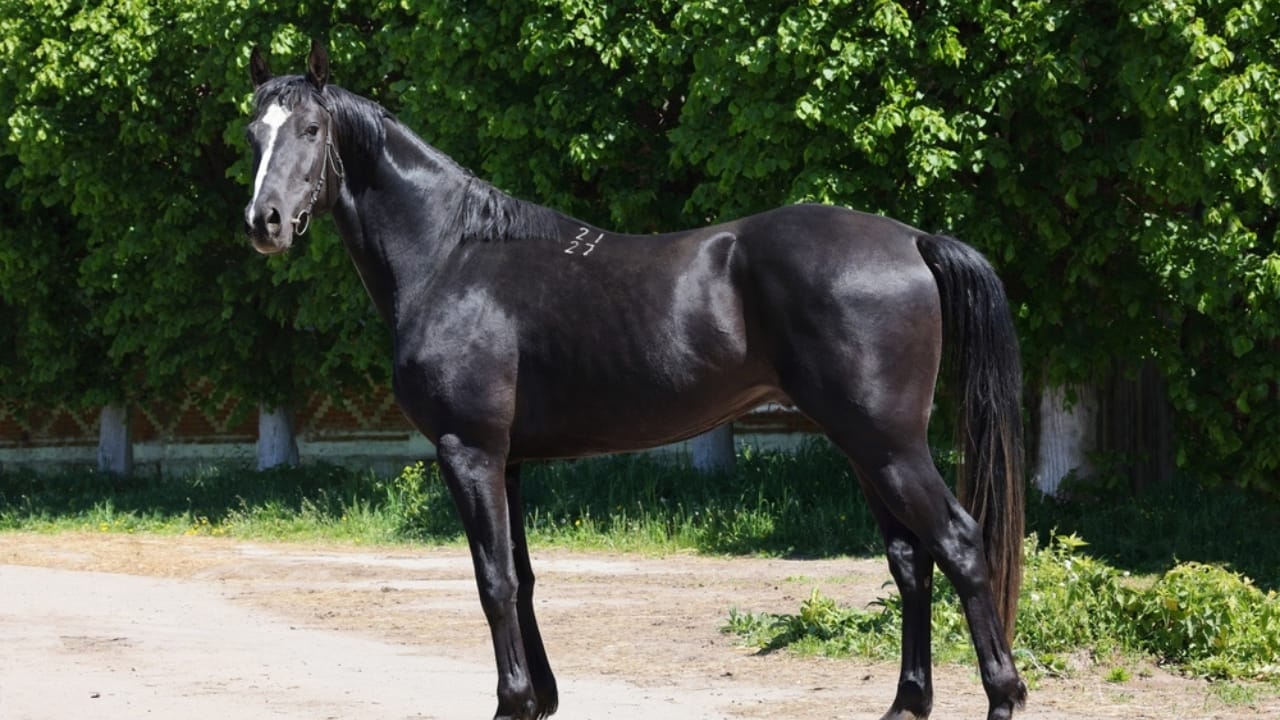 The Top 10 Most Dangerous Horse Breeds You Should Watch Out For 9 The Top 10 Most Dangerous Horse Breeds You Should Watch Out For - Saddlebreds ss2471381615