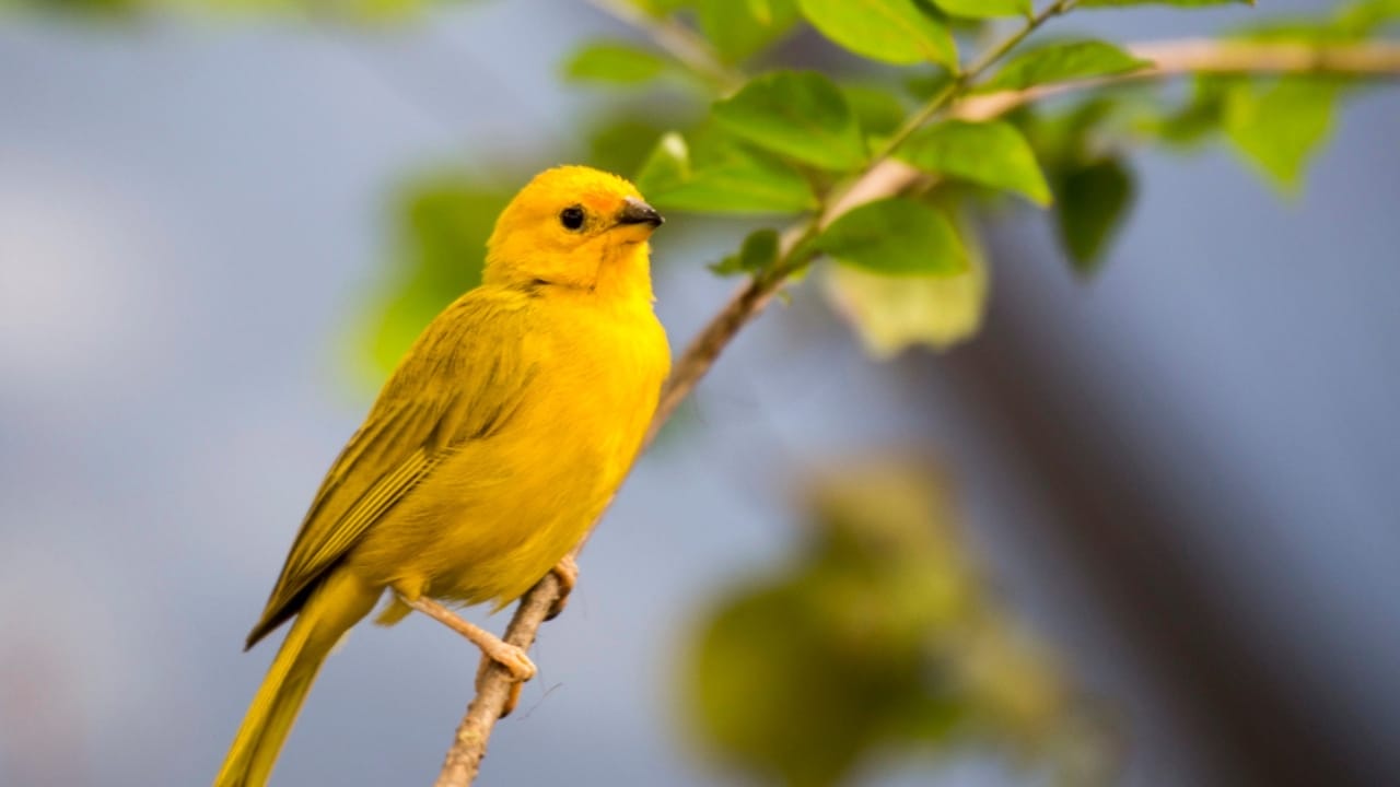 15 Yellow Birds That Add a Touch of Sunshine to Every Forest, Garden & Backyard 13 15 Yellow Birds That Add a Touch of Sunshine to Every Forest, Garden & Backyard - Saffron Finch dp125475012