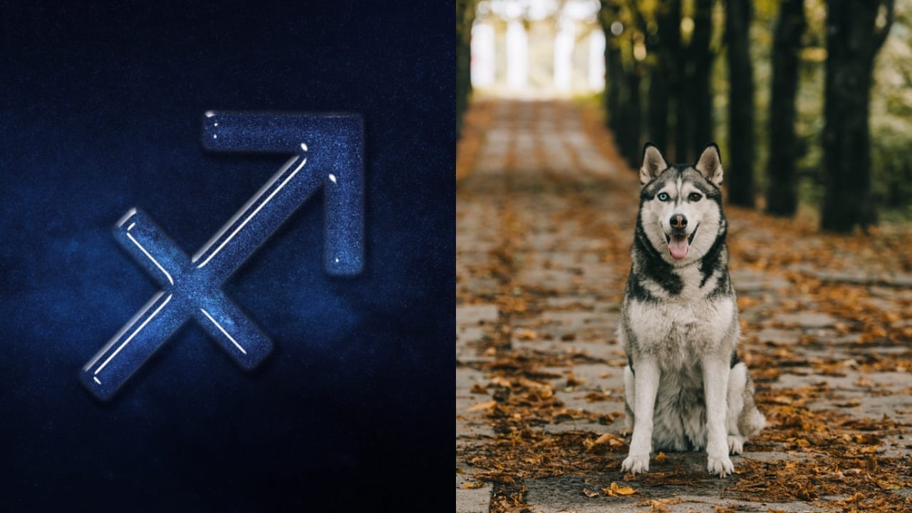 The Best Pets for Each Zodiac Sign: Your Perfect Companion 10 The Best Pets for Each Zodiac Sign: Your Perfect Companion - Sagittarius dp437631034 Siberian Husky dp210001058