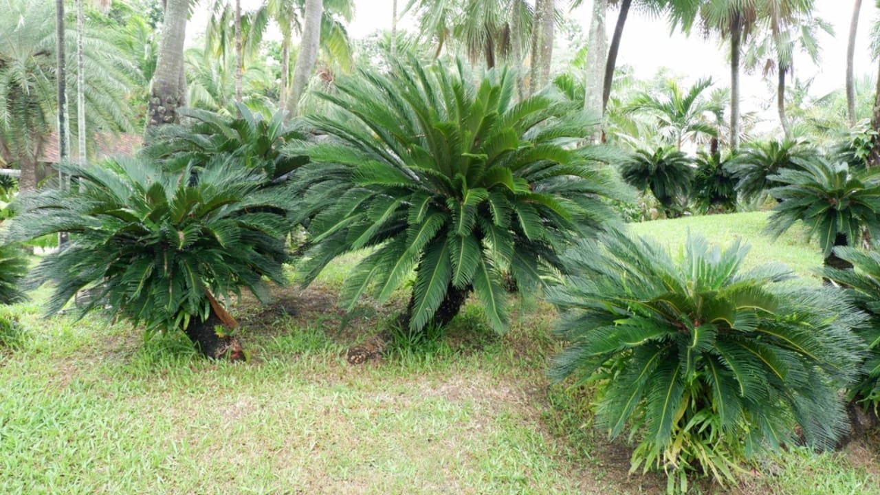 The Houseplant Palm That Poses a Serious Threat to Your Dog 6 The Houseplant Palm That Poses a Serious Threat to Your Dog - Sago Palm ss2017116302