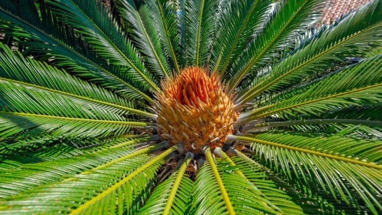 The Houseplant Palm That Poses a Serious Threat to Your Dog 2 The Houseplant Palm That Poses a Serious Threat to Your Dog - Sago palm ss525407995