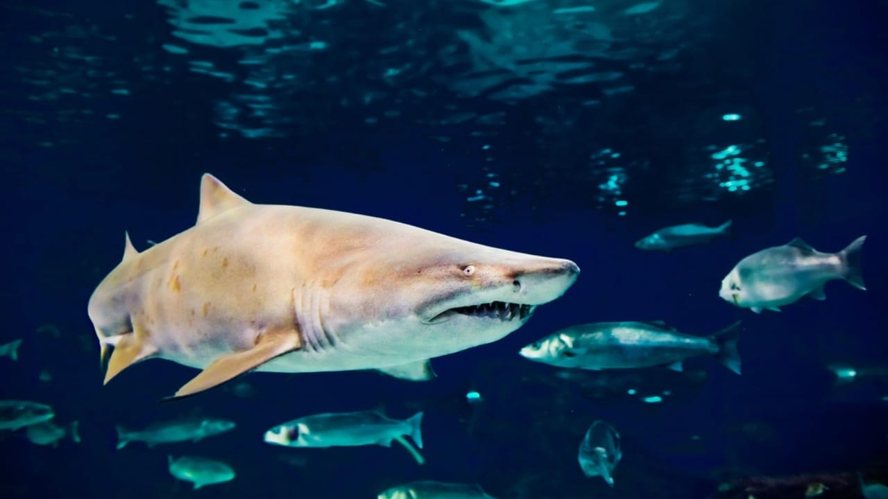 15 Shark Facts That Prove There's More to These Predators Than Meets the Eye 10 15 Shark Facts That Prove There's More to These Predators Than Meets the Eye - Sand Tiger Shark dp74994665