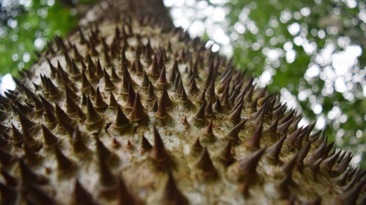 The World’s 14 Most Dangerous & Deadly Trees 8 The World’s 14 Most Dangerous & Deadly Trees -