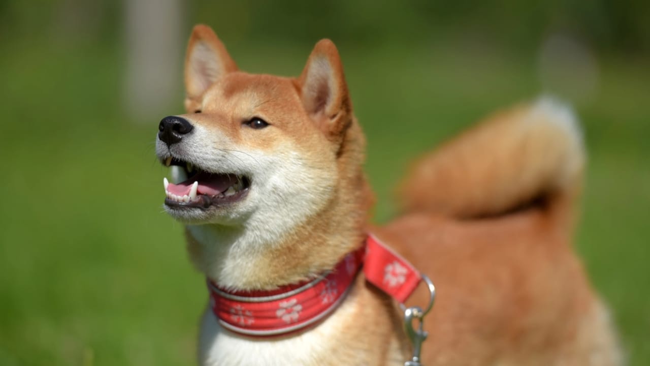 10 Heartwarming Dog Breeds from Japan You Didn’t Know You Needed in Your Life 8 10 Heartwarming Dog Breeds from Japan You Didn’t Know You Needed in Your Life - Sanshu Inu dp208408122