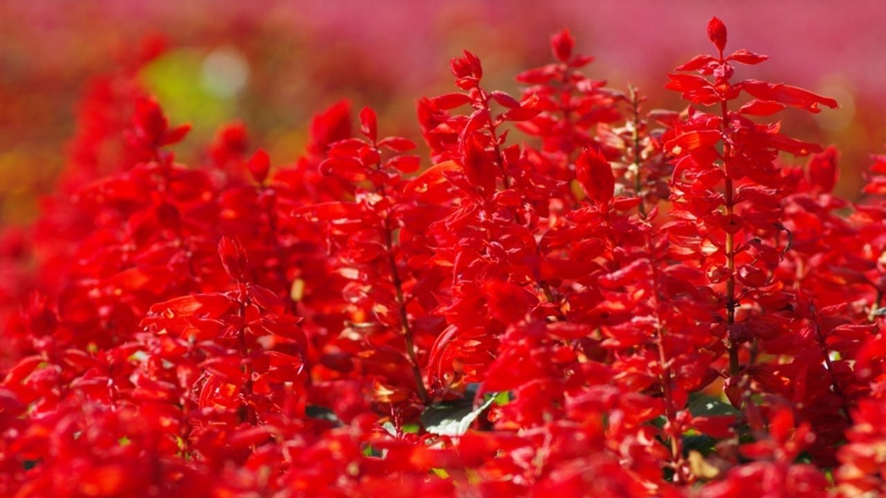 How to Create a Hummingbird Haven with Scarlet Sage 6 How to Create a Hummingbird Haven with Scarlet Sage - Scarlet Sage ss1561225720