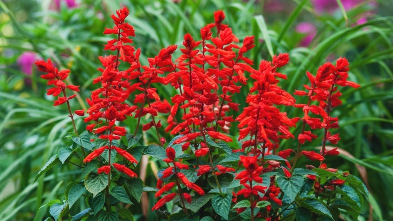 How to Create a Hummingbird Haven with Scarlet Sage 4 How to Create a Hummingbird Haven with Scarlet Sage - Scarlet Sage ss2194342417