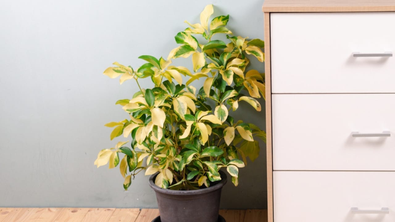 Forget Tiny Succulents— These 12 Big-Leaved Beauties are Taking Over Homes 13 Forget Tiny Succulents— These 12 Big-Leaved Beauties are Taking Over Homes - Schefflera Amate dp743816014