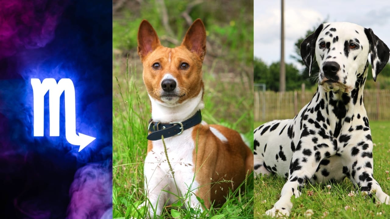 The Best Pets for Each Zodiac Sign: Your Perfect Companion 9 The Best Pets for Each Zodiac Sign: Your Perfect Companion - Scorpio Symbol dp322899466 Basenji dp240110168 Dalmatian dp184577904