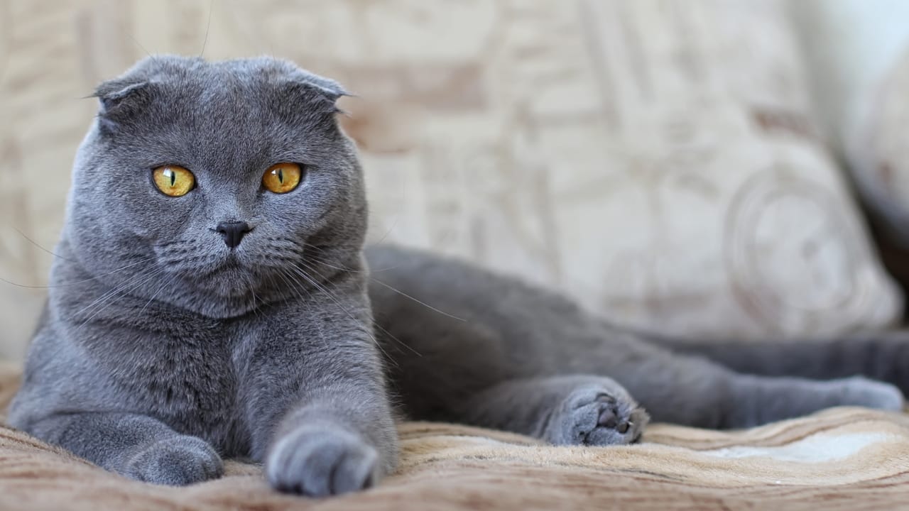 15 Cat Breeds With the Most Mesmerizing Eyes 6 15 Cat Breeds With the Most Mesmerizing Eyes - Scottish fold blue cat ss385808017