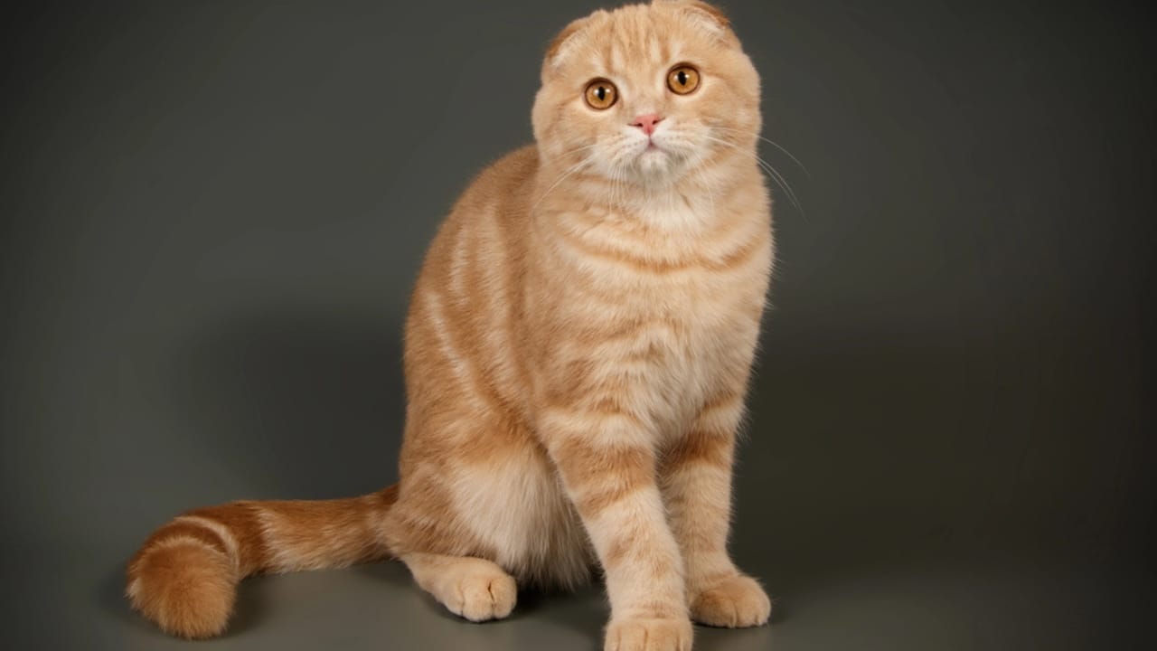 Find Your Perfect Ginger Companion from These 15 Orange Cat Breeds 7 Find Your Perfect Ginger Companion from These 15 Orange Cat Breeds - Scottish Fold dp278043474