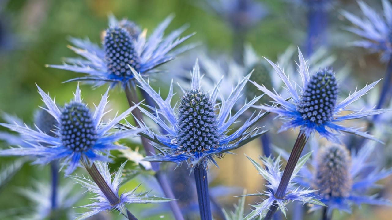A Spiky Blue Beauty That Brings Color to Your Border Garden - Sea Holly ss1784846081