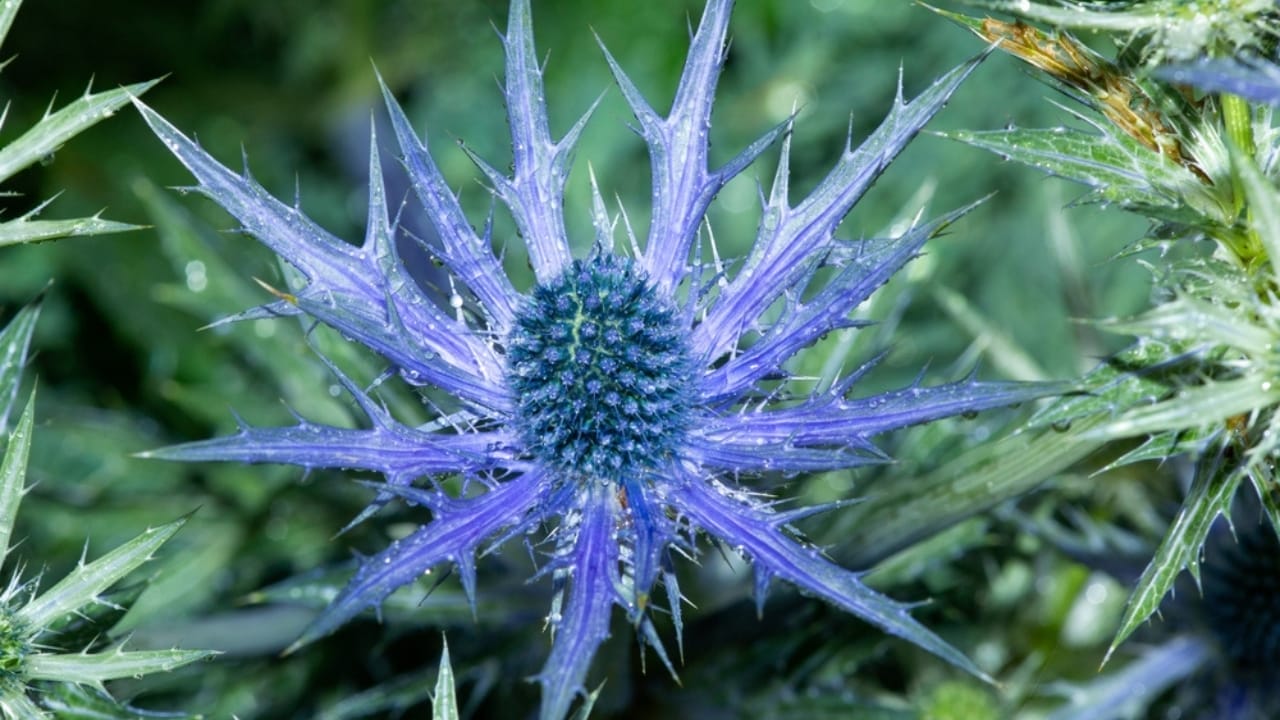 A Spiky Blue Beauty That Brings Color to Your Border Garden - Sea Holly ss2324863415