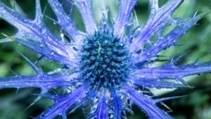 A Spiky Blue Beauty That Brings Color to Your Border Garden 1 A Spiky Blue Beauty That Brings Color to Your Border Garden - Sea Holly ss2324863437