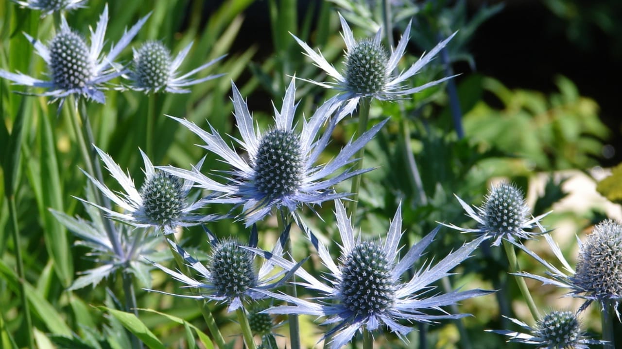 A Spiky Blue Beauty That Brings Color to Your Border Garden - Sea Holly ss665764135