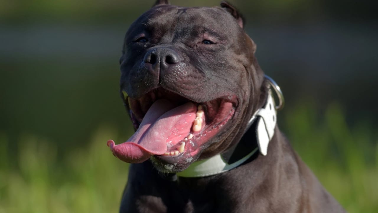 10 Eye-Catching American Bully Colors: From Classic to Rare Hues 10 10 Eye-Catching American Bully Colors: From Classic to Rare Hues - Seal American Bull dp207204392