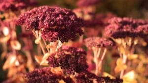 16 Pink-Leaf Outdoor Plants to Add a Rosy Glow to Your Garden 1 16 Pink-Leaf Outdoor Plants to Add a Rosy Glow to Your Garden - Sedum Autumn Joy ss177553163