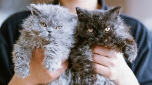 15 Miniature Cat Breeds that Prove Big Attitudes Come in Small Packages 1 15 Miniature Cat Breeds that Prove Big Attitudes Come in Small Packages - Selkirk Rex cat ss2344261493