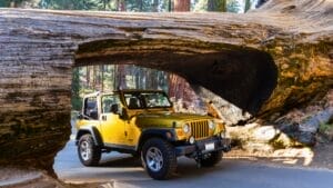 14 Ancient Forests That Were Here Long Before Homo sapiens 1 14 Ancient Forests That Were Here Long Before Homo sapiens - Sequoia tree jeep ss544562563