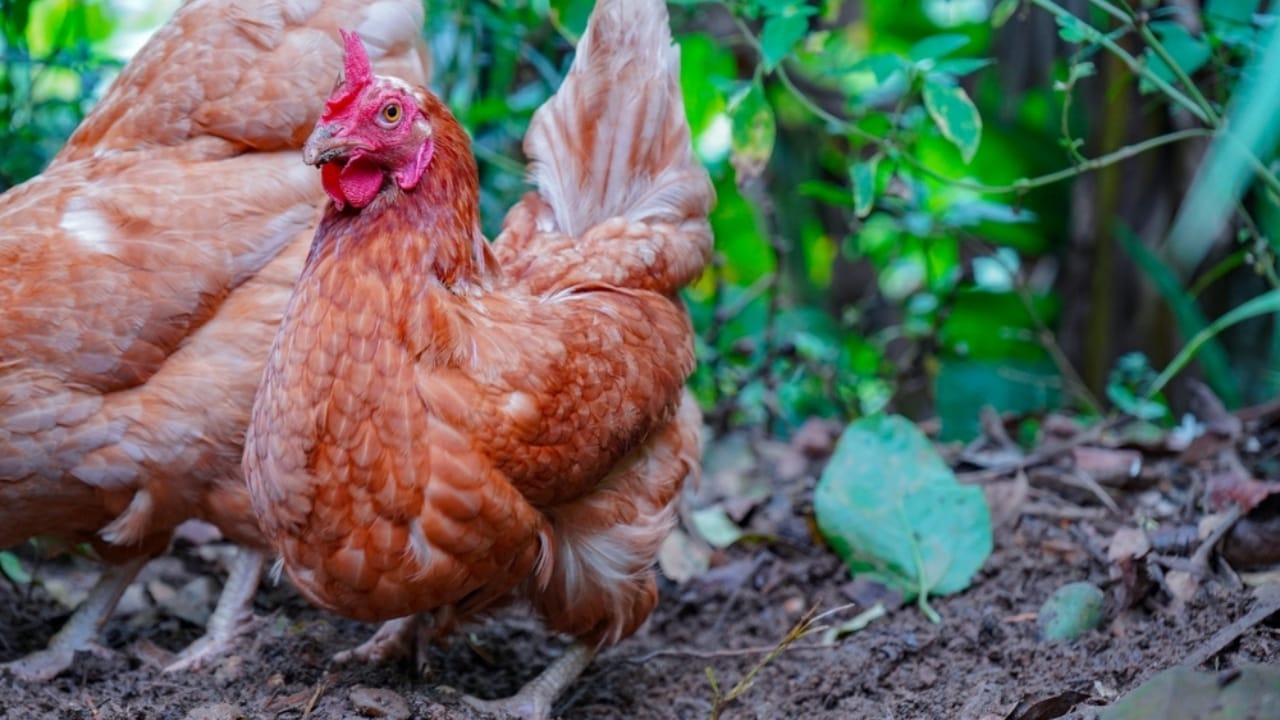 10 Beginner-Friendly Chicken Breeds for New Poultry Owners 6 10 Beginner-Friendly Chicken Breeds for New Poultry Owners -