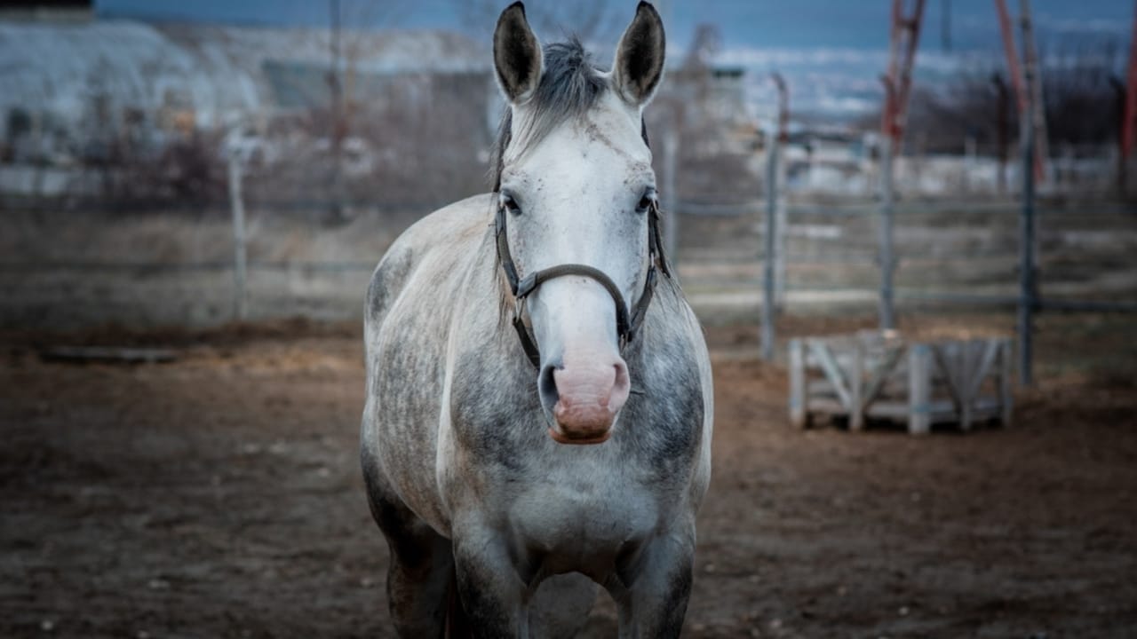 13 White Horse Breeds That Define Beauty & Strength in the Equine World 5 13 White Horse Breeds That Define Beauty & Strength in the Equine World - Shagya Arabian horse ss2311948905