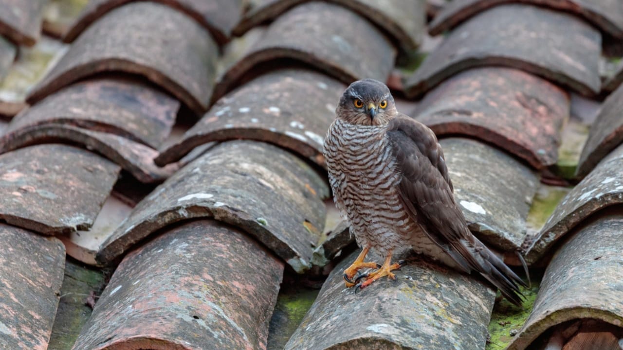12 Predators Contributing to the Hummingbird Population Decline 4 12 Predators Contributing to the Hummingbird Population Decline - Sharp shinned Hawks dp322496254