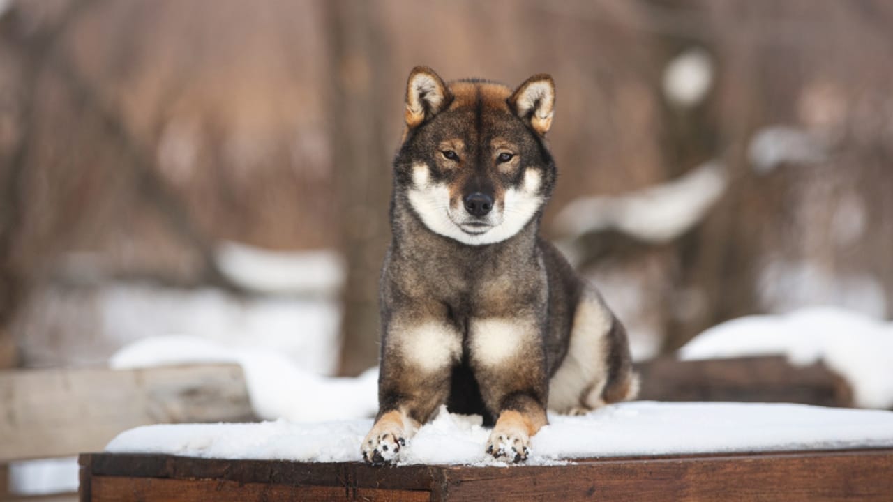 10 Heartwarming Dog Breeds from Japan You Didn’t Know You Needed in Your Life 6 10 Heartwarming Dog Breeds from Japan You Didn’t Know You Needed in Your Life - Shikoku Inu ss1591659697