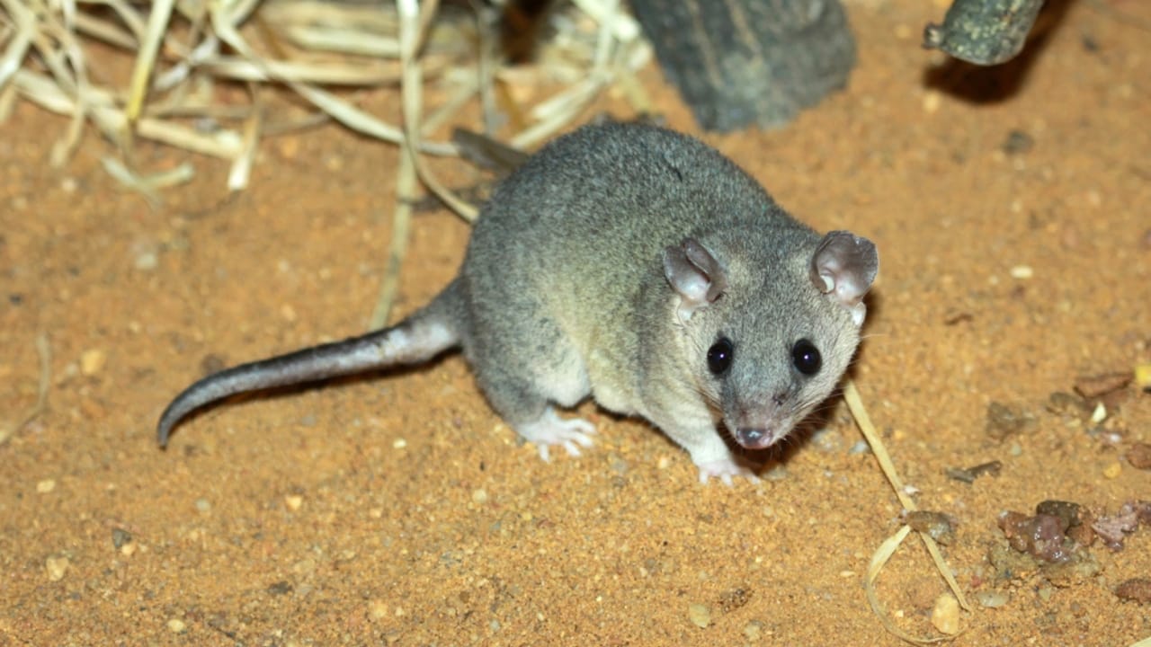 The 15 Best Exotic Pets You Can Have at Home 14 The 15 Best Exotic Pets You Can Have at Home - Short tailed Opossums ss1890111769