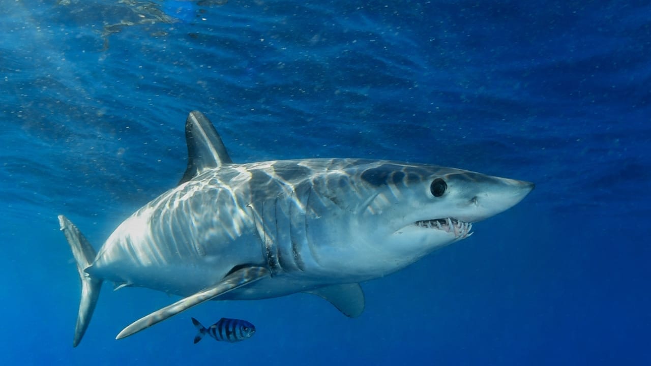 The 10 Most Dangerous Sharks Lurking in Our Oceans 6 The 10 Most Dangerous Sharks Lurking in Our Oceans - Shortfin Mako Shark ss1842945553