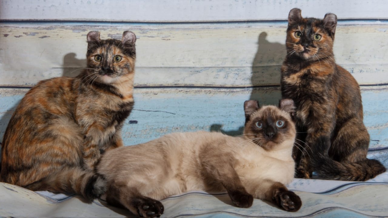 Curled Ears, Straight-Up Charm, The American Curl Might Be Your Purrfect Match 3 Curled Ears, Straight-Up Charm, The American Curl Might Be Your Purrfect Match - Siamese color American curl cat ss1584727294