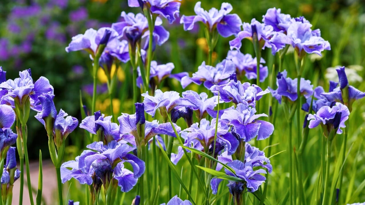 Want Twice as Many Perennials Next Year? Divide These 11 Varieties in September 8 Want Twice as Many Perennials Next Year? Divide These 11 Varieties in September - Siberian irises iris sibirica ss2483215447