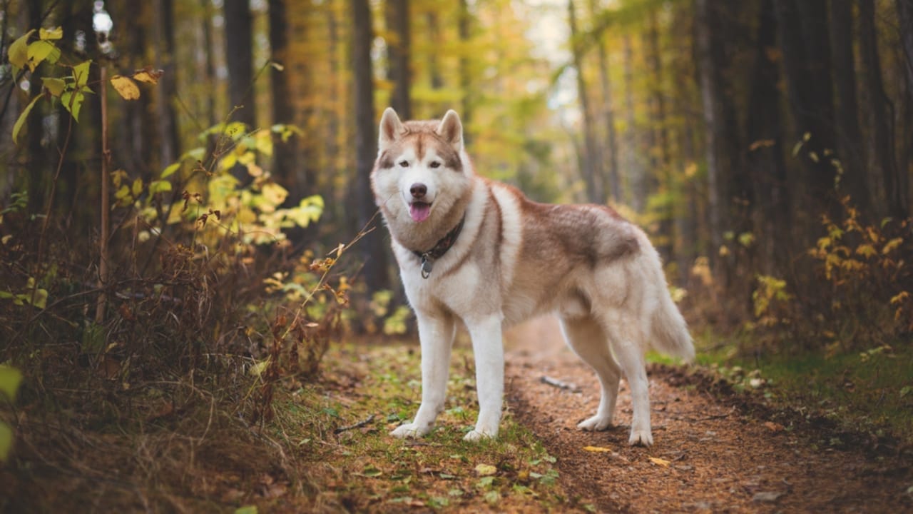 Before You Get a Husky: 13 Things That Might Make You Think Twice 14 Before You Get a Husky: 13 Things That Might Make You Think Twice - Siberian Husky in fall forest ss1144942076