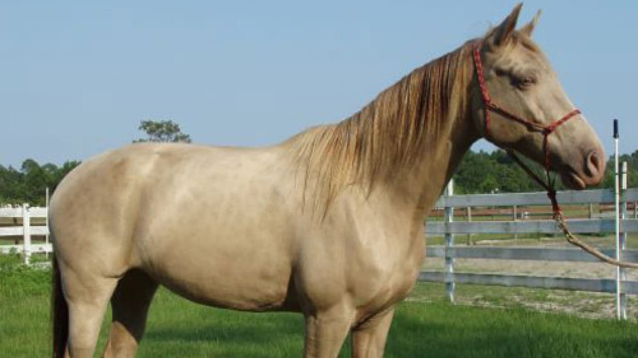 A Closer Look at Horse Colors: From Uncommon Shades to Everyday Favorites - Silver Champagne horse wc