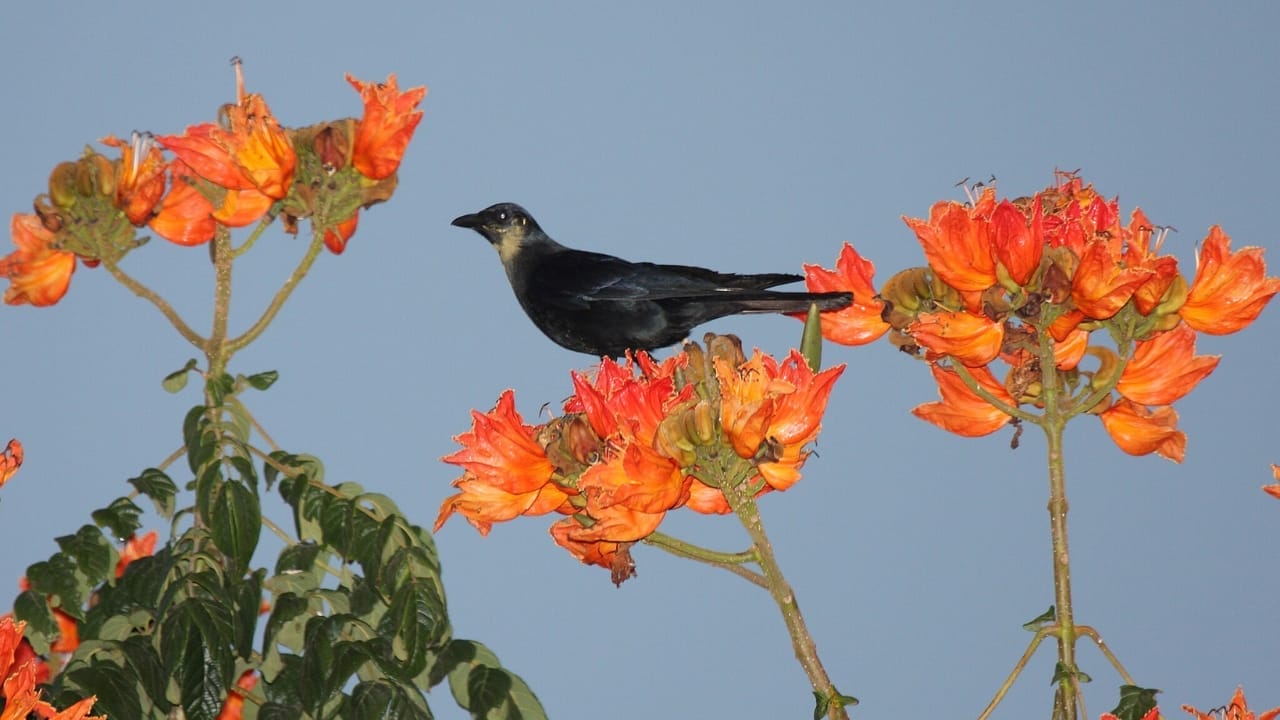 15 Black Bird Species That Prove Beauty Isn’t Limited to Color 12 15 Black Bird Species That Prove Beauty Isn’t Limited to Color - Sinaloa Crow wc