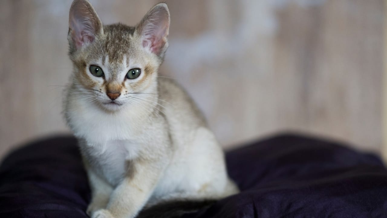 15 Miniature Cat Breeds that Prove Big Attitudes Come in Small Packages - Singapura cat ss2500076941