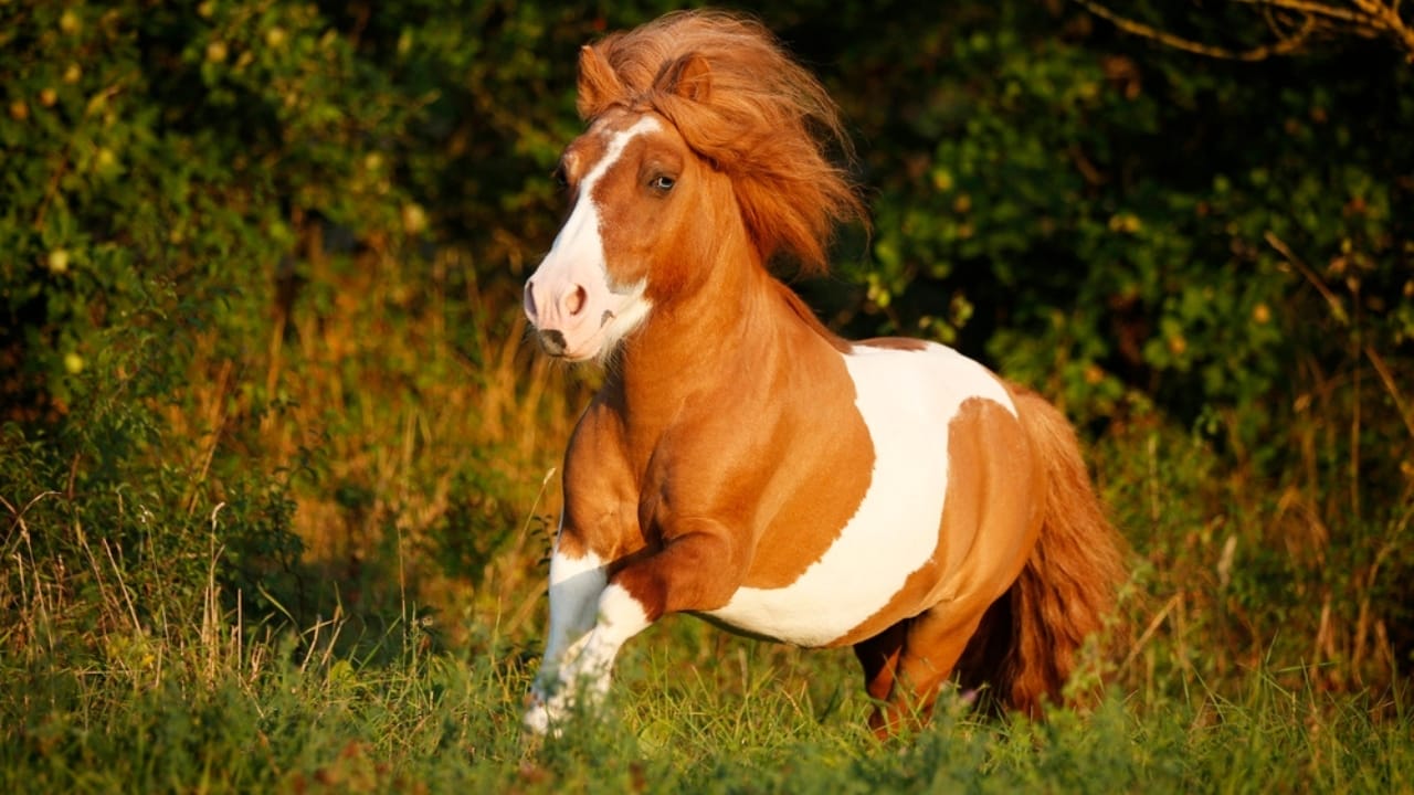 A Closer Look at Horse Colors: From Uncommon Shades to Everyday Favorites - Skewbald horse dp587905592