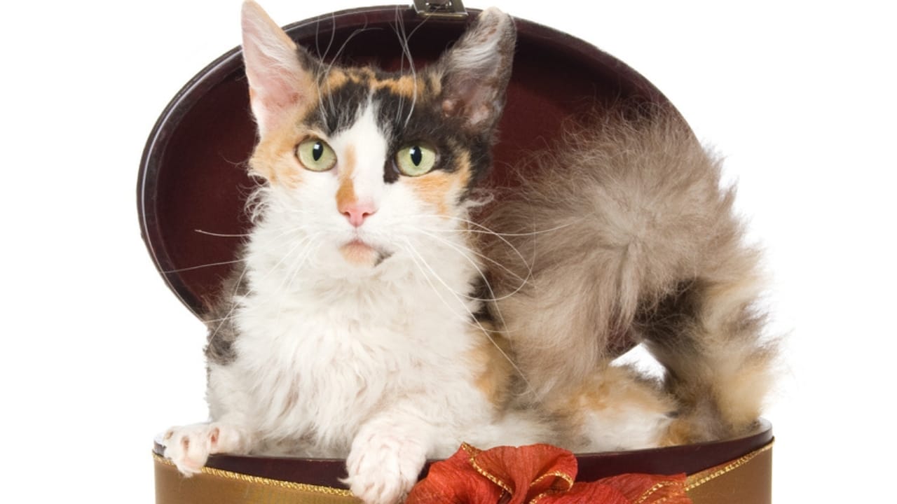 15 Miniature Cat Breeds that Prove Big Attitudes Come in Small Packages 13 15 Miniature Cat Breeds that Prove Big Attitudes Come in Small Packages - Skookum cat ss33131314