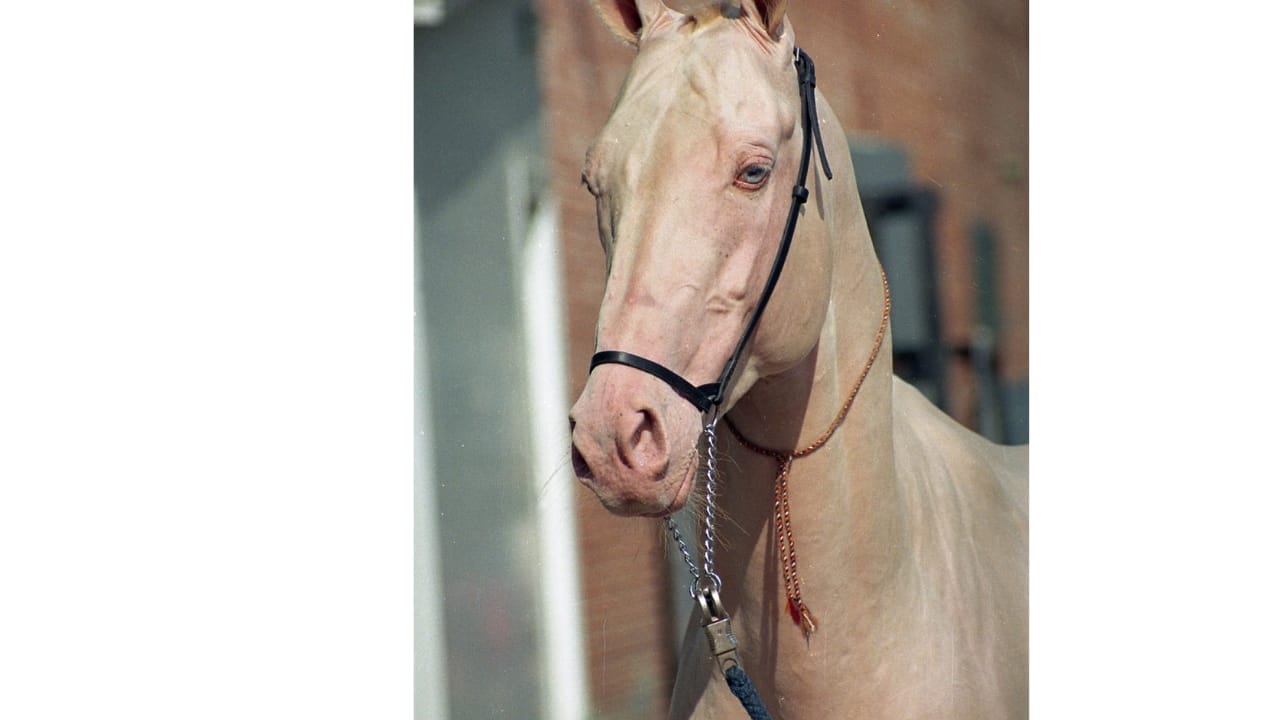 A Closer Look at Horse Colors: From Uncommon Shades to Everyday Favorites - Smoky Cream Horse wc