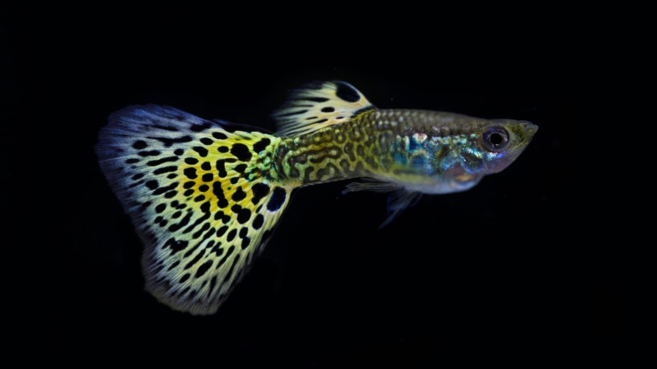 15 Beautiful Guppy Varieties to Brighten Your Aquarium 6 15 Beautiful Guppy Varieties to Brighten Your Aquarium - Snakeskin Guppies ss1743302267