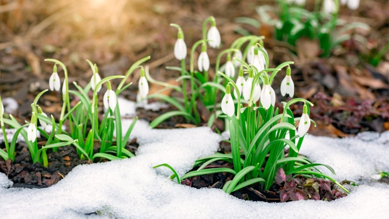 15 Cold-Resistant Winter Flowers for a Beautiful Garden Year-Round 3 15 Cold-Resistant Winter Flowers for a Beautiful Garden Year-Round - Snowdrops flower ss2415614677