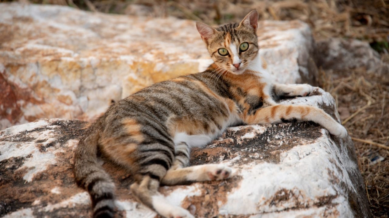 15 of the World's Rarest & Most Exotic Cat Breeds 2 15 of the World's Rarest & Most Exotic Cat Breeds - Sokoke cat ss2013896003