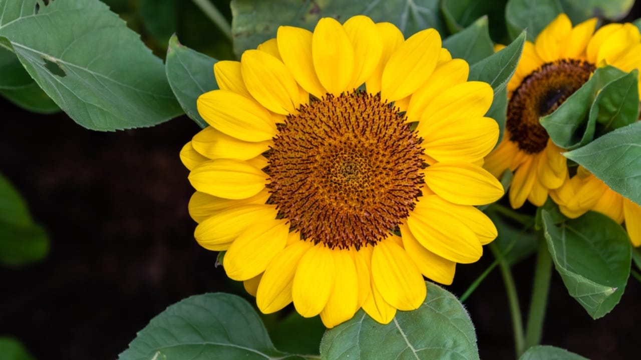 10 Sunflower Varieties Perfect for Attracting Birds to Your Garden 12 10 Sunflower Varieties Perfect for Attracting Birds to Your Garden - Soraya sunflower ss1260151576