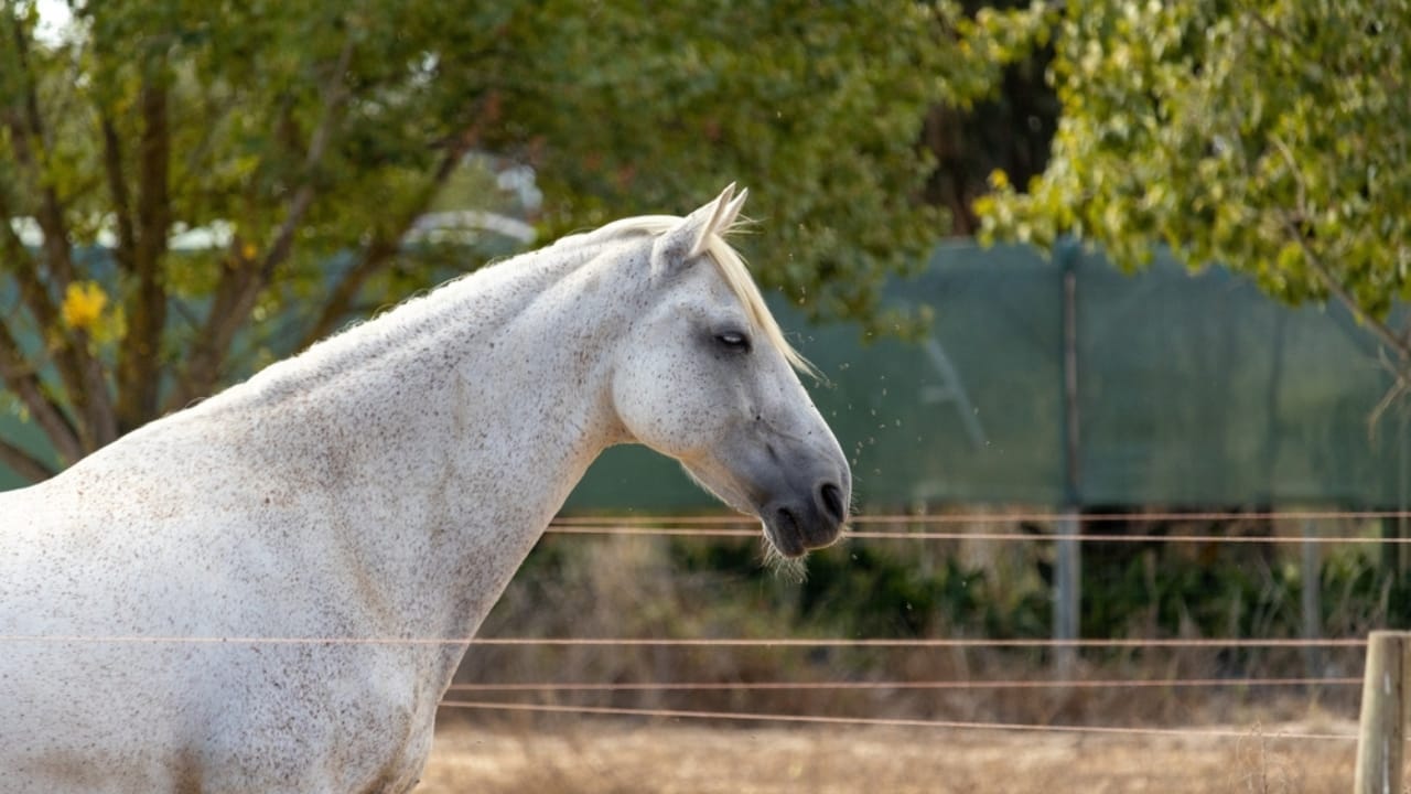 A Closer Look at Horse Colors: From Uncommon Shades to Everyday Favorites - Sorraia ss2246970903