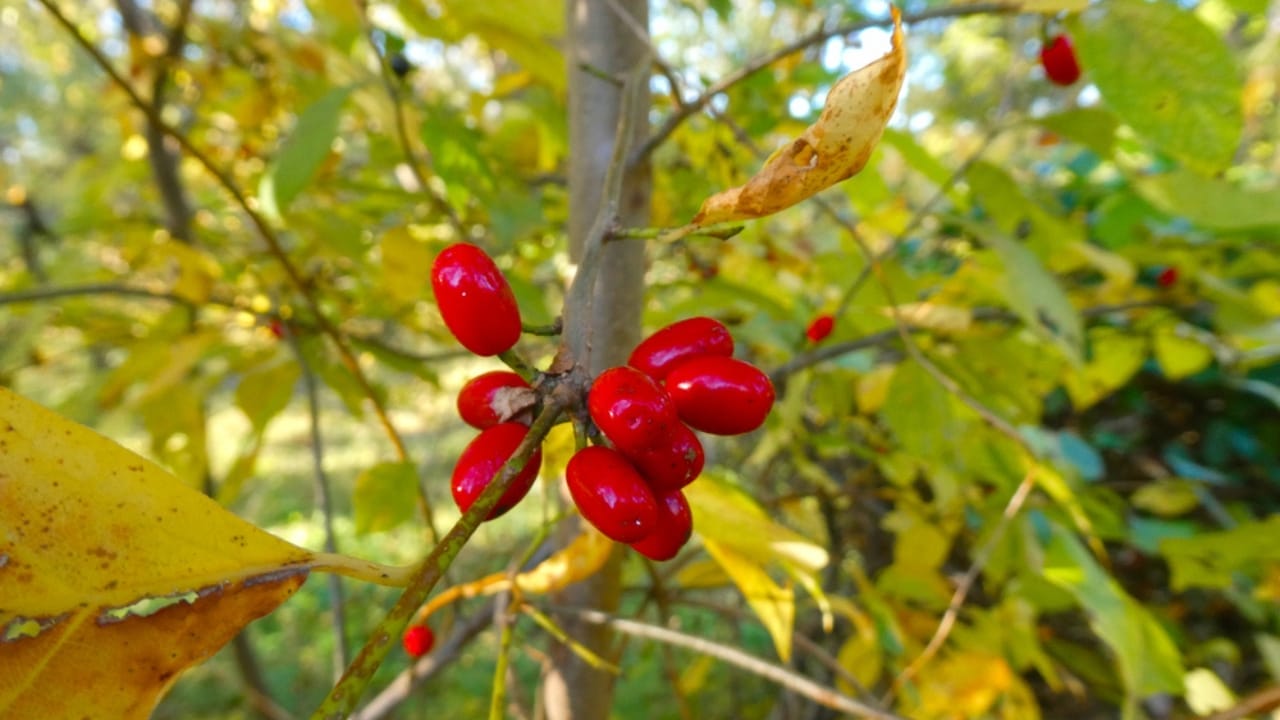 23 Flowering Plants & Herbs That Offer Food for Birds 25 23 Flowering Plants & Herbs That Offer Food for Birds - Spicebush ss1542404837