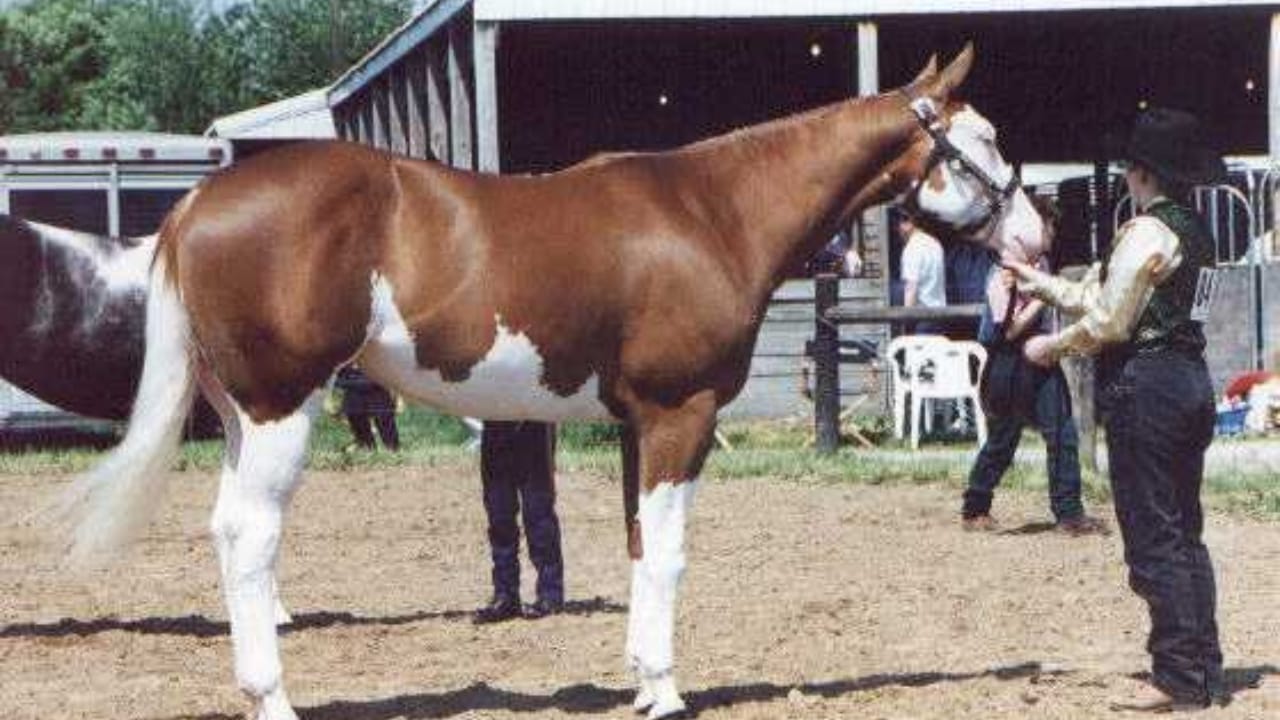 A Closer Look at Horse Colors: From Uncommon Shades to Everyday Favorites - Splashwhitemare overo horse wc