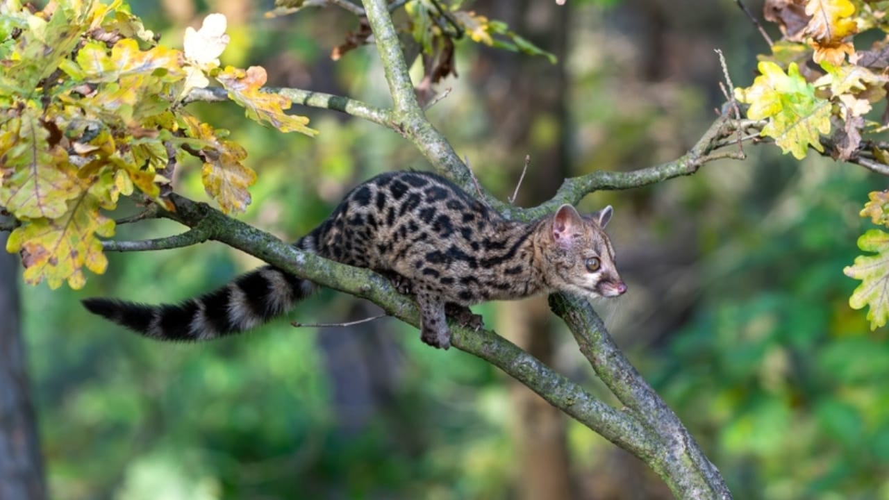 The 15 Best Exotic Pets You Can Have at Home 6 The 15 Best Exotic Pets You Can Have at Home - Spotted Genets ss2383303173