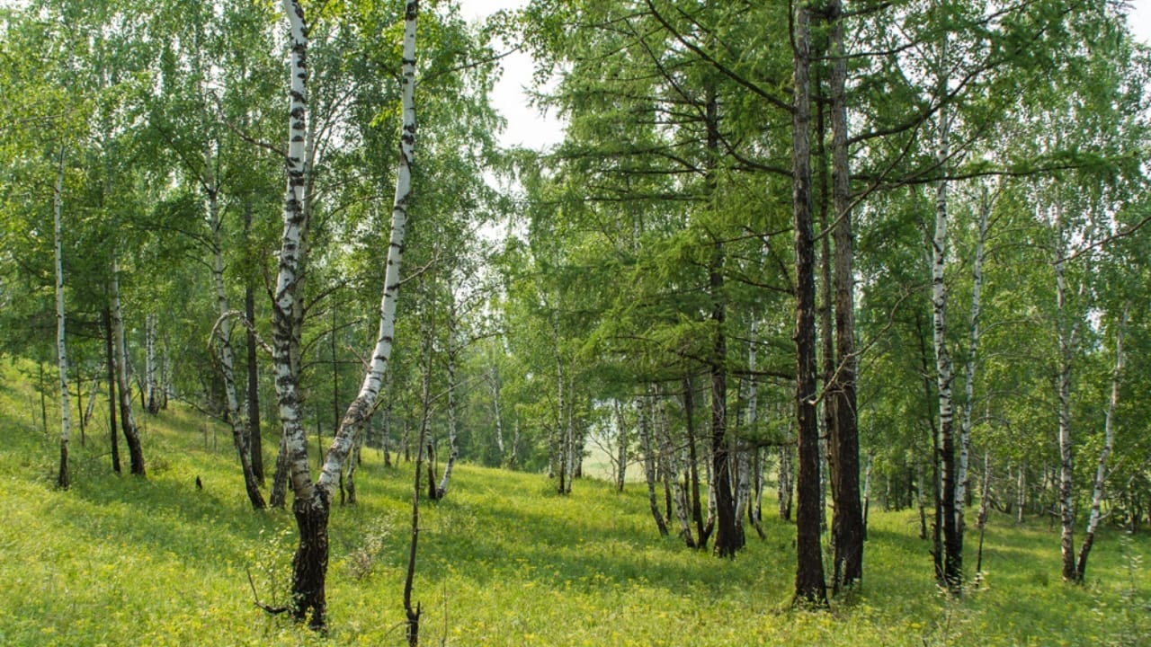 Robins Love These 10 Shrubs & Trees—Plant Them for Year-Round Visits 11 Robins Love These 10 Shrubs & Trees—Plant Them for Year-Round Visits - Spruces dp14184031