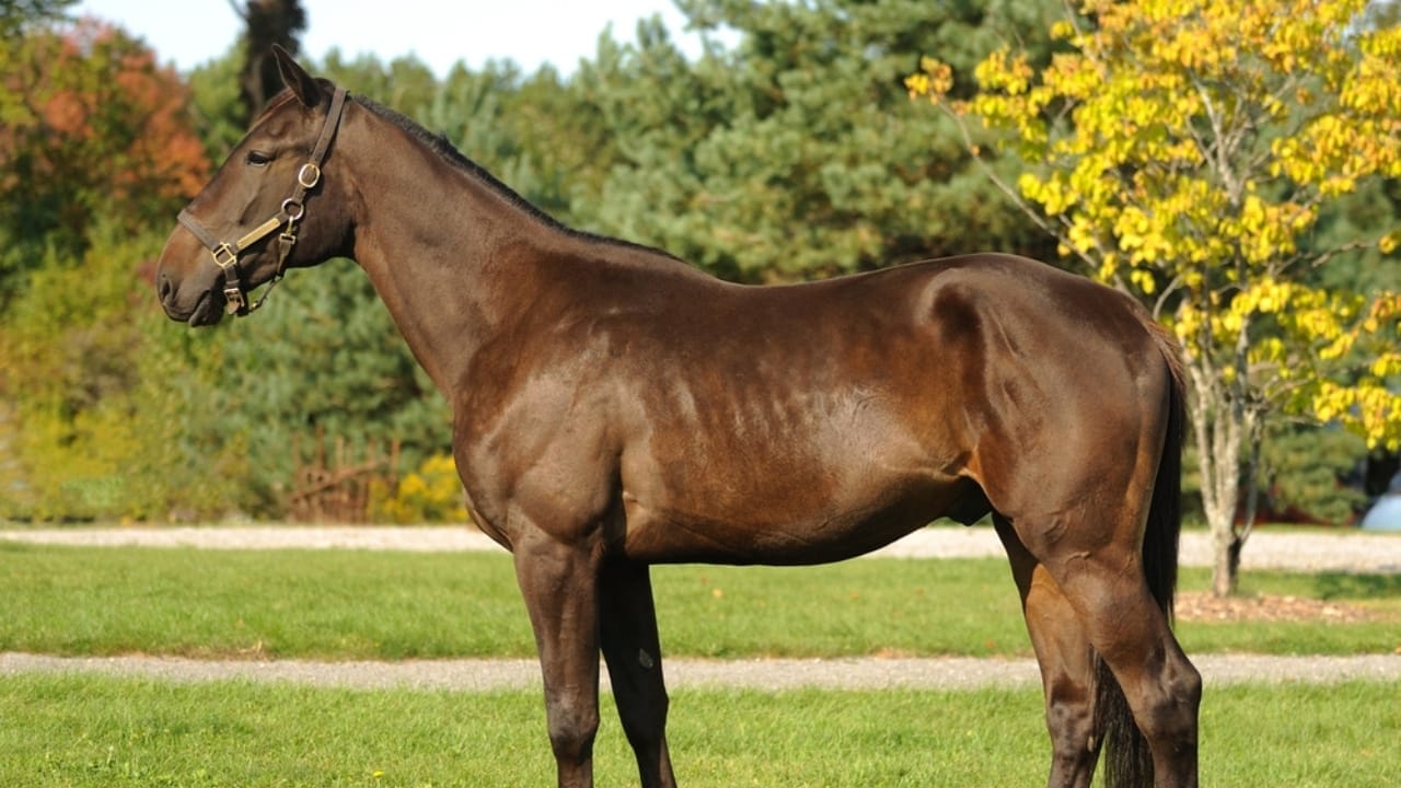 The Top 10 Most Dangerous Horse Breeds You Should Watch Out For 11 The Top 10 Most Dangerous Horse Breeds You Should Watch Out For - Standardbreds ss2274945845
