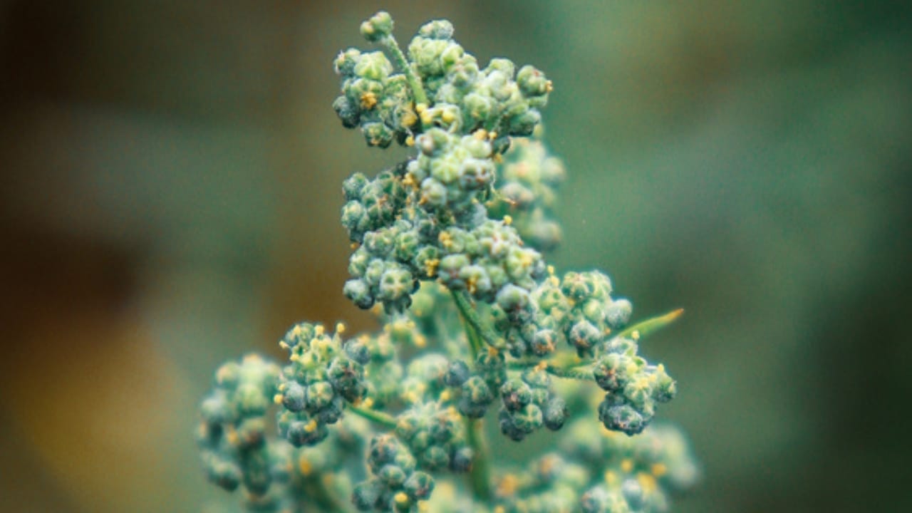 15 Beautiful but Smelly Plants That Could Be Stinking Up Your Yard 12 15 Beautiful but Smelly Plants That Could Be Stinking Up Your Yard - Stinking Goosefoot ss1671488401