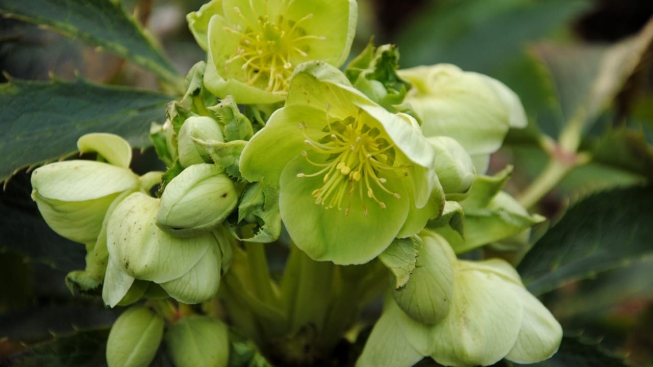 15 Beautiful but Smelly Plants That Could Be Stinking Up Your Yard 8 15 Beautiful but Smelly Plants That Could Be Stinking Up Your Yard - Stinking Hellebore ss2120596673