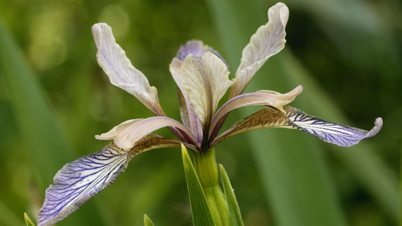 15 Beautiful but Smelly Plants That Could Be Stinking Up Your Yard 16 15 Beautiful but Smelly Plants That Could Be Stinking Up Your Yard - Stinking Iris ss471764033